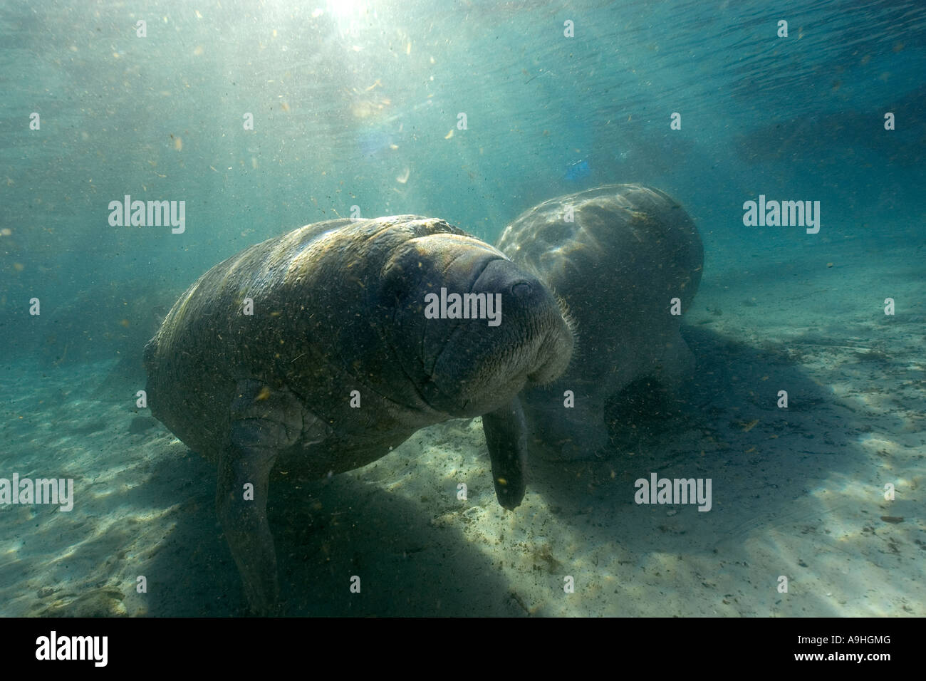 Florida manatee Trichechus manatus latirostris Crystal River Florida USA Foto Stock