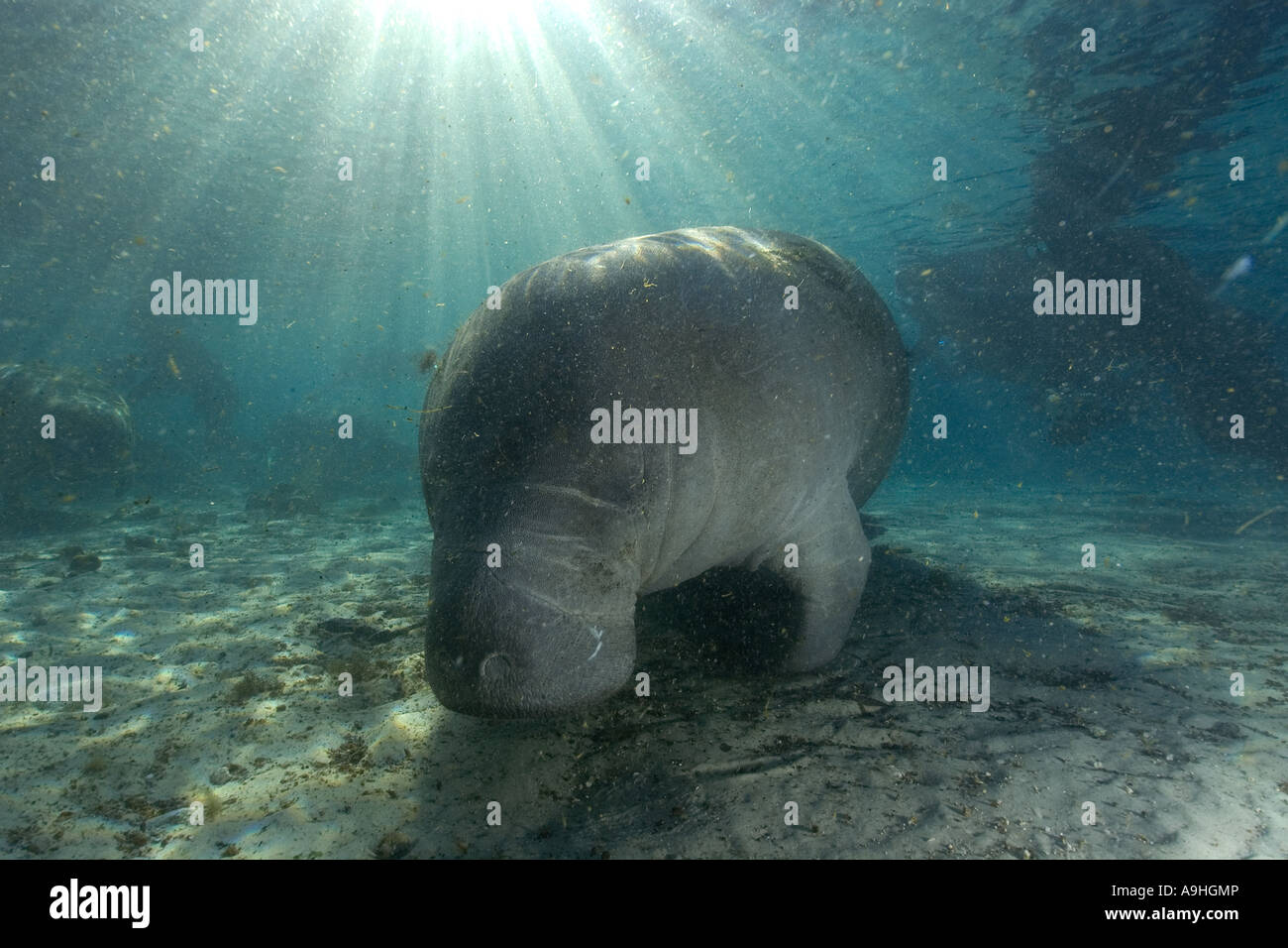 Florida manatee Trichechus manatus latirostris Crystal River Florida USA Foto Stock