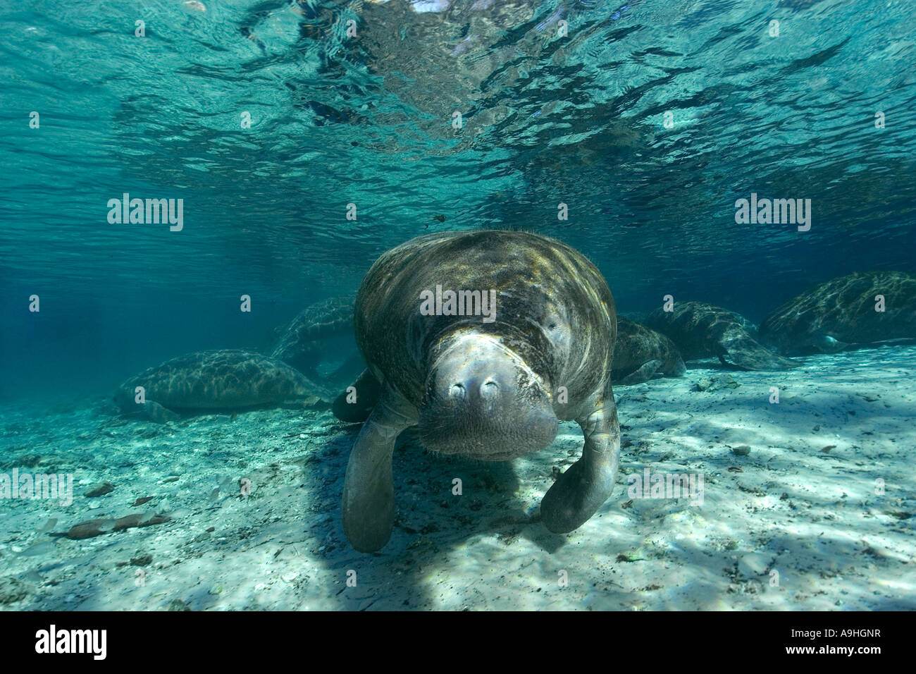 Florida manatee Trichechus manatus latirostris Crystal River Florida USA Foto Stock