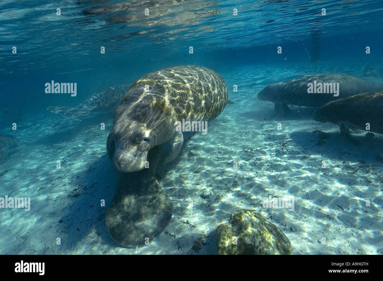 Florida manatee Trichechus manatus latirostris Crystal River Florida USA Foto Stock
