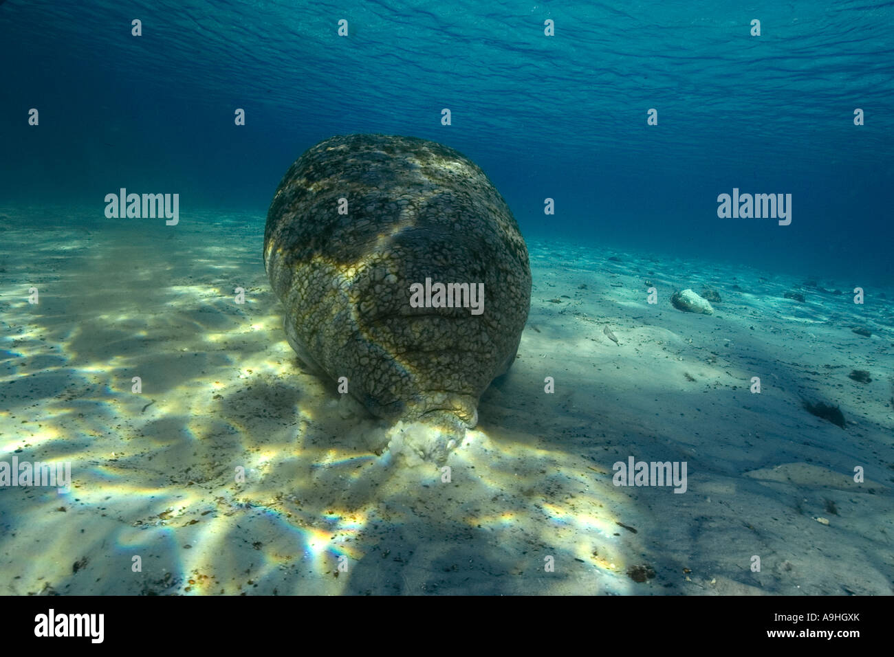 Florida manatee Trichechus manatus latirostris alla ricerca di cibo Crystal River Florida USA Foto Stock