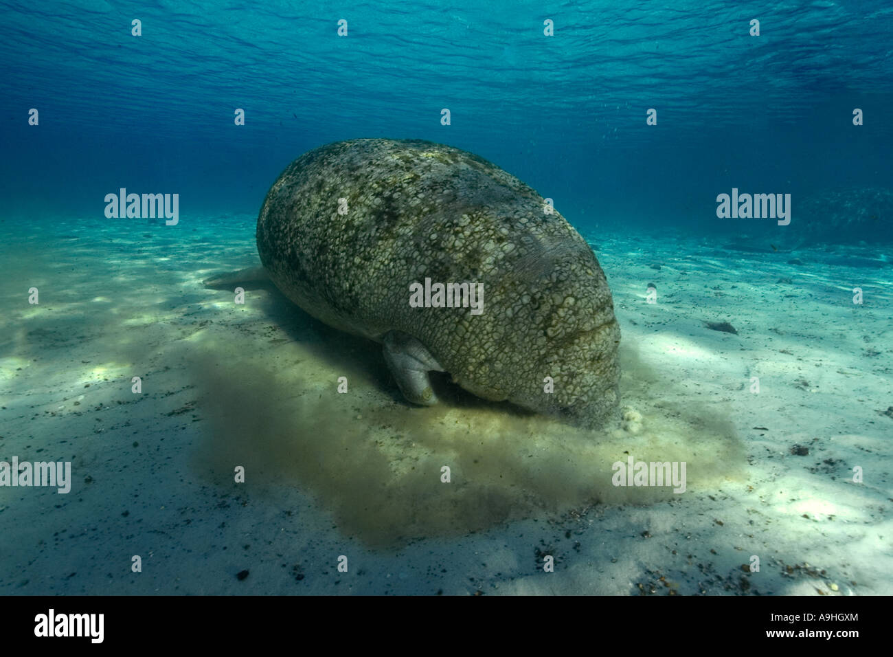 Florida manatee Trichechus manatus latirostrus alla ricerca di cibo nel fondo sabbioso Crystal River Florida USA Foto Stock