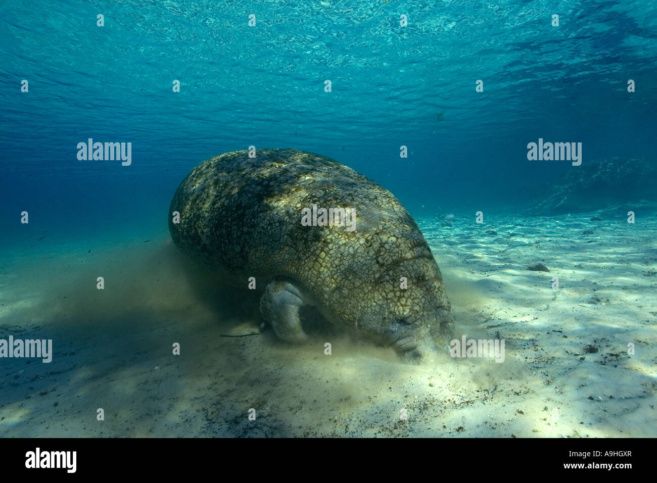 Florida manatee Trichechus manatus latirostris alla ricerca di cibo Crystal River Florida USA Foto Stock
