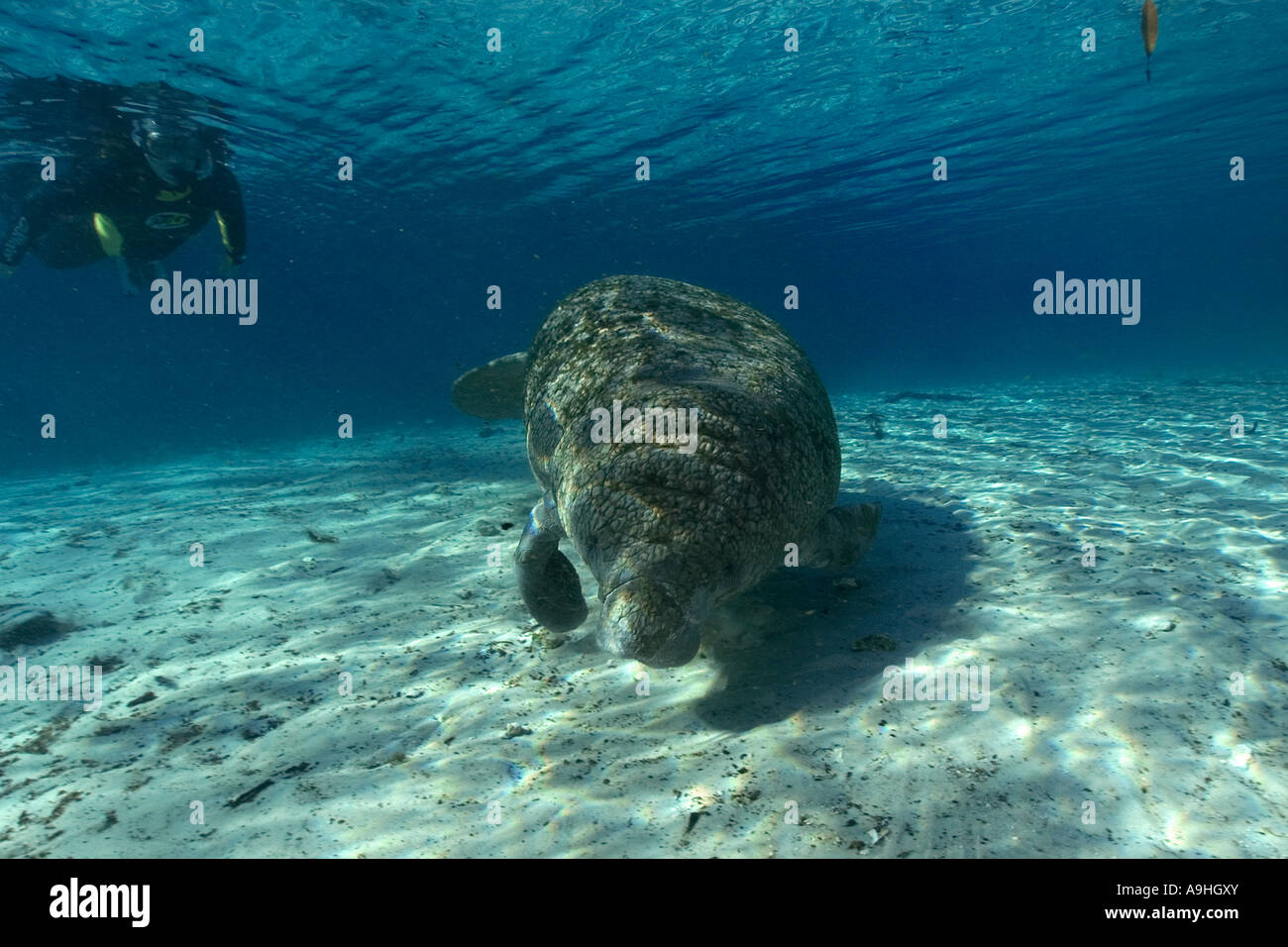 Apneista osserva Florida manatee Trichechus manatus latirostris Crystal River Florida USA Foto Stock