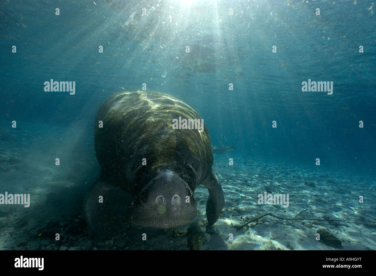 Florida manatee Trichechus manatus latirostris Crystal River Florida USA Foto Stock