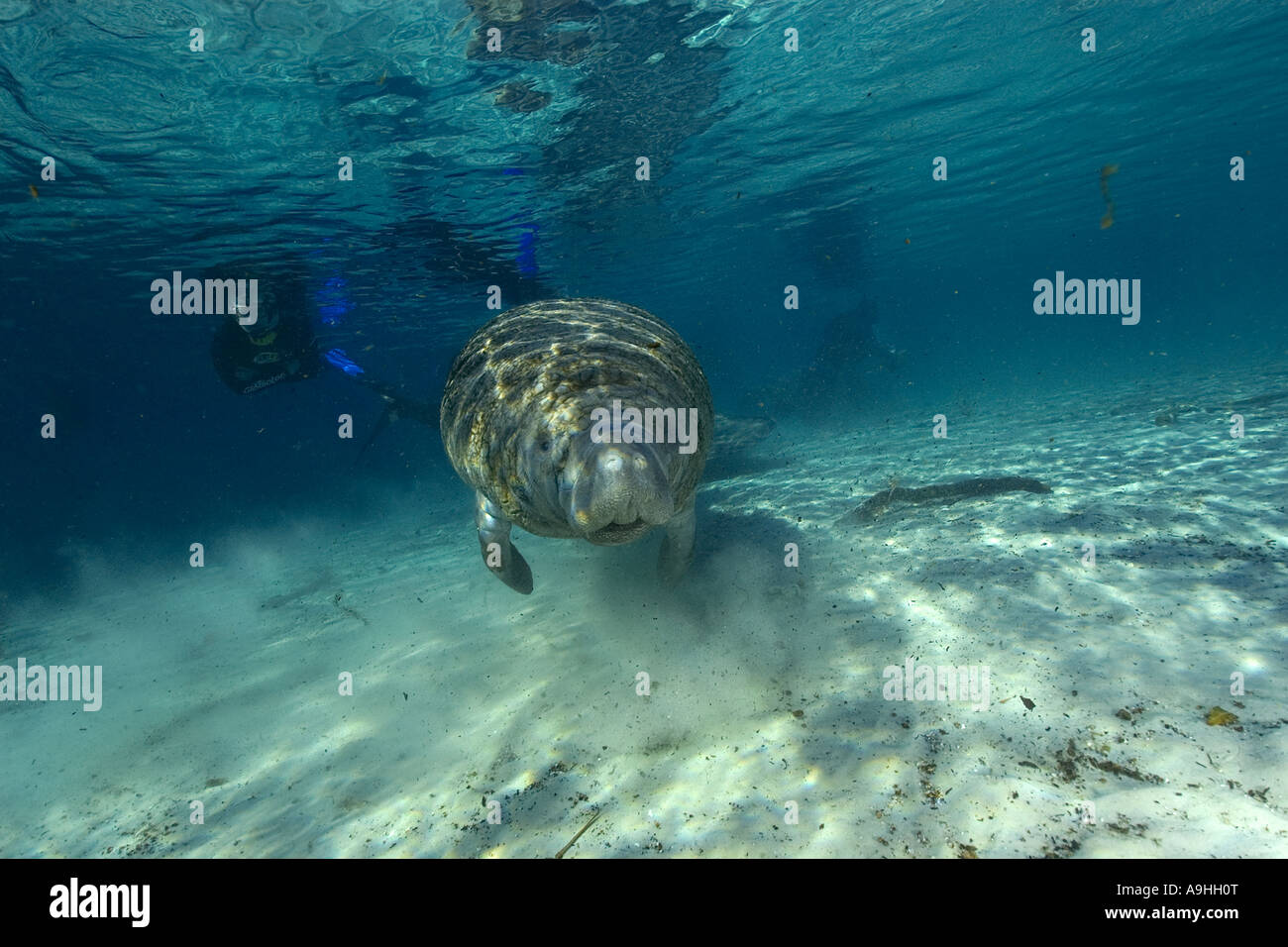 Florida manatee Trichechus manatus latirostris Crystal River Florida USA Foto Stock