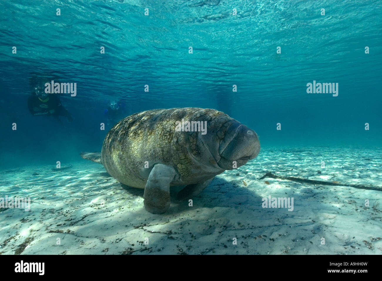 Apneista osserva Florida manatee Trichechus manatus latirostris Crystal River Florida USA Foto Stock