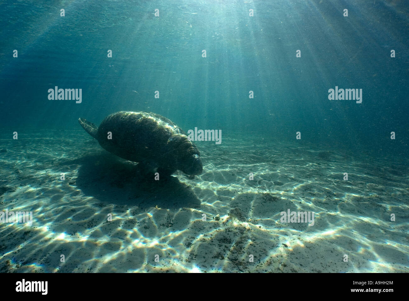 Florida manatee Trichechus manatus latirostris Crystal River Florida USA Foto Stock