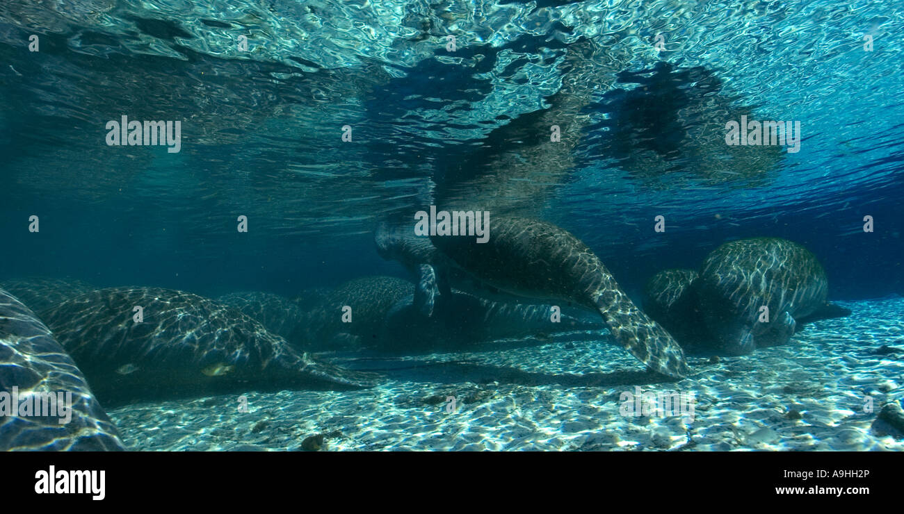Florida manatee Trichechus manatus latirostris Crystal River Florida USA Foto Stock