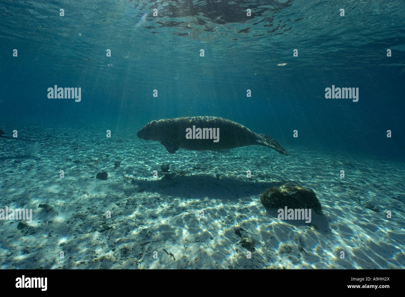 Florida manatee Trichechus manatus latirostris Crystal River Florida USA Foto Stock
