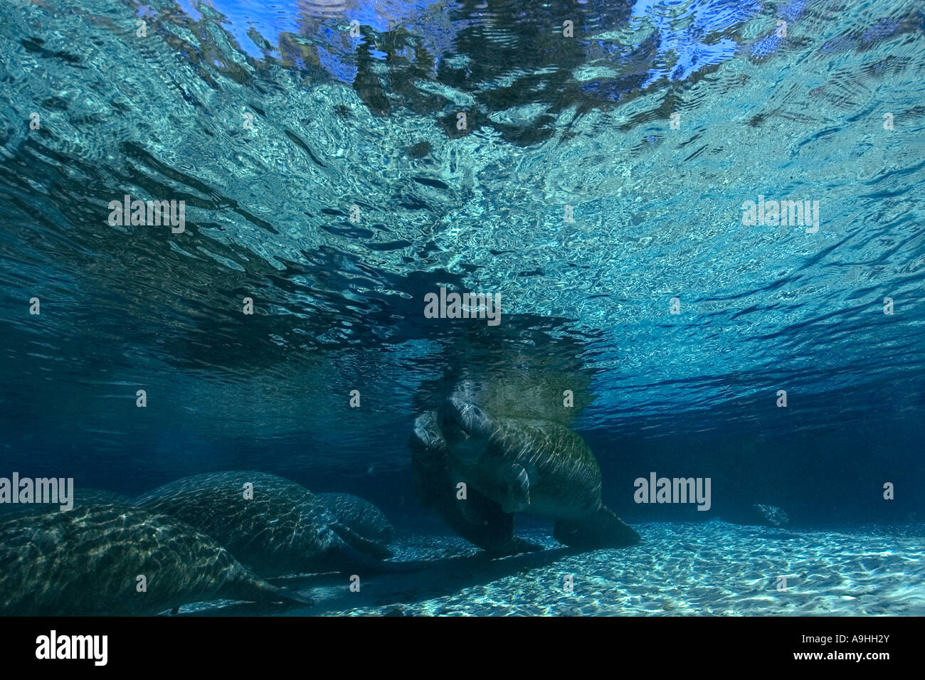 Florida manatee Trichechus manatus latirostris Crystal River Florida USA Foto Stock