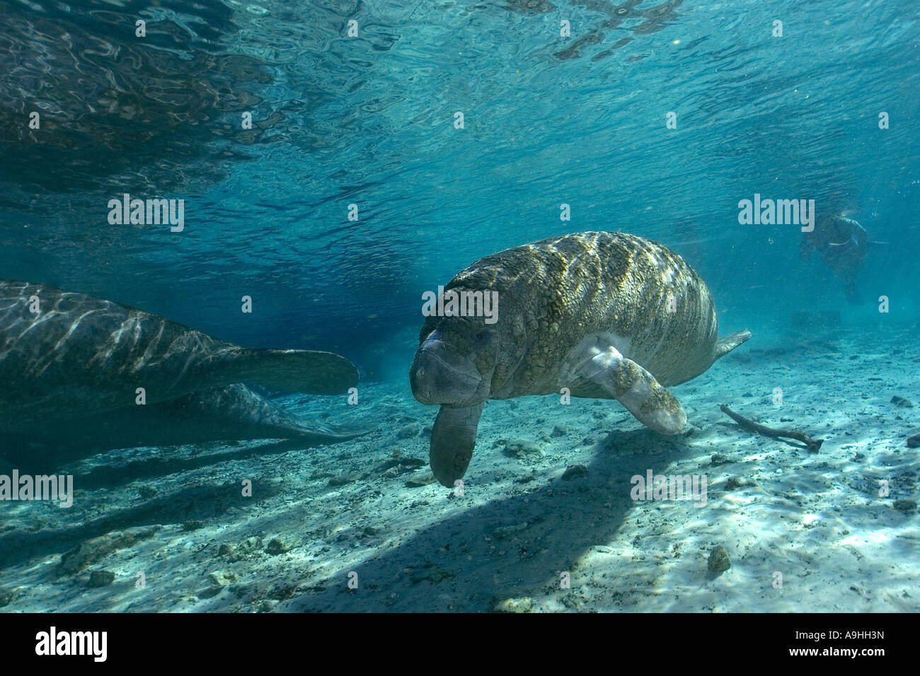 Florida manatee Trichechus manatus latirostris Crystal River Florida USA Foto Stock