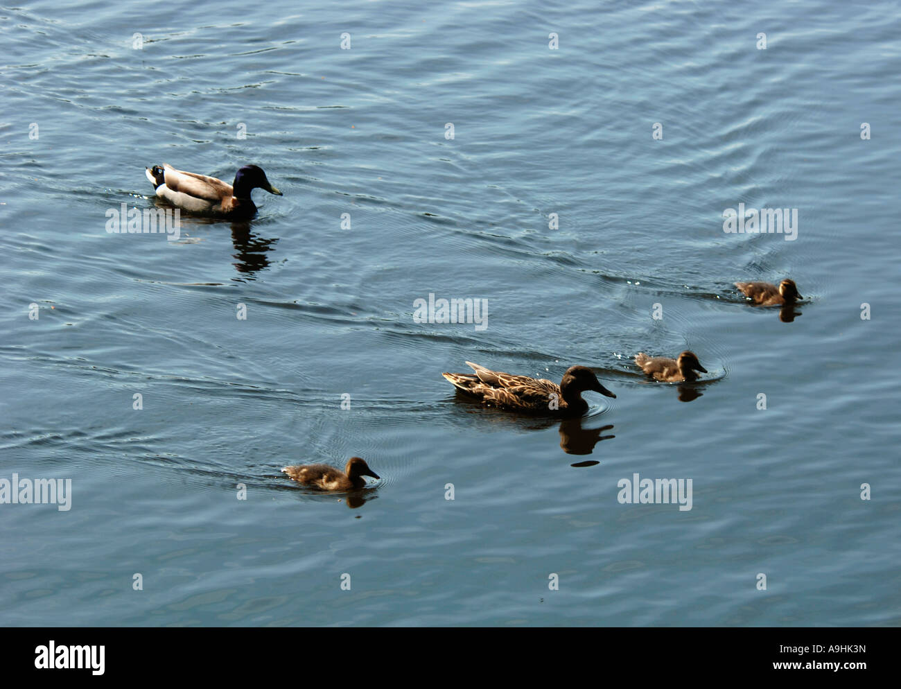 Mallard Duck Family Foto Stock