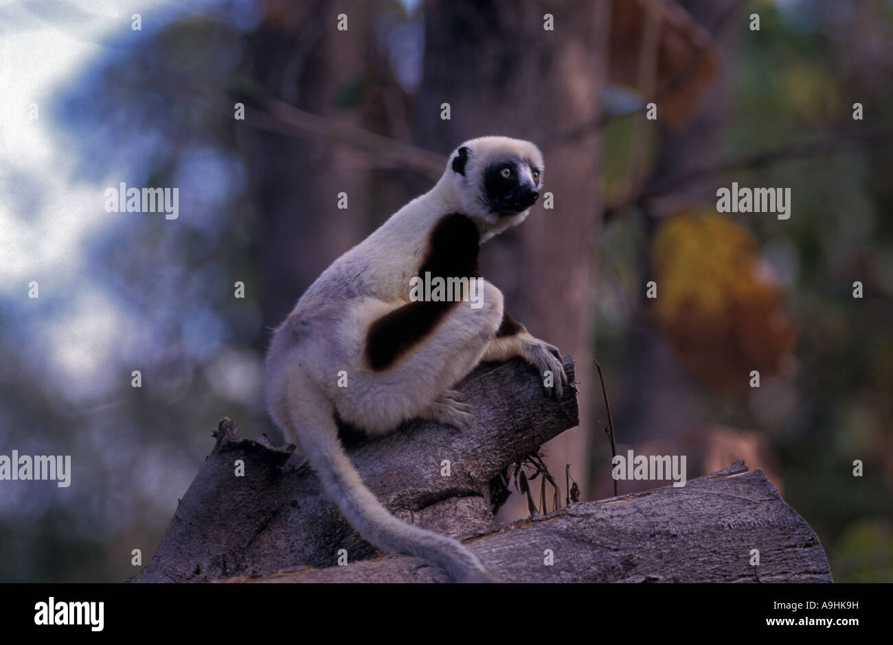 Lemur , Verreaux sifaka deckeni , Madagascar Foto Stock