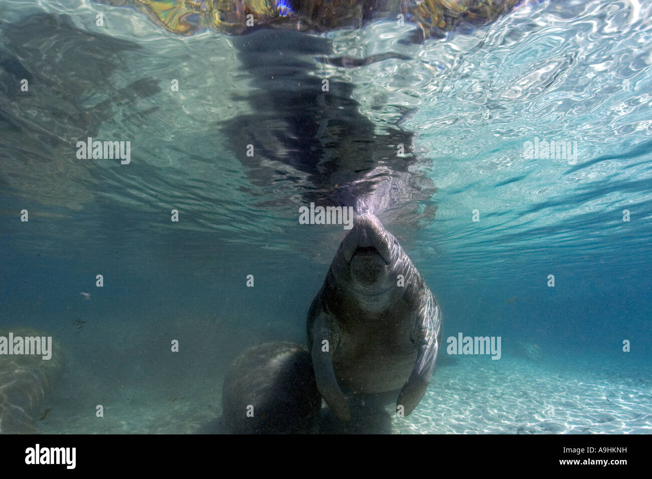 Florida manatee Trichechus manatus latirostris superfici per respirare Crystal River Florida USA Foto Stock