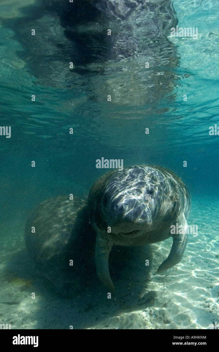 Florida manatee Trichechus manatus latirostris Crystal River Florida USA Foto Stock