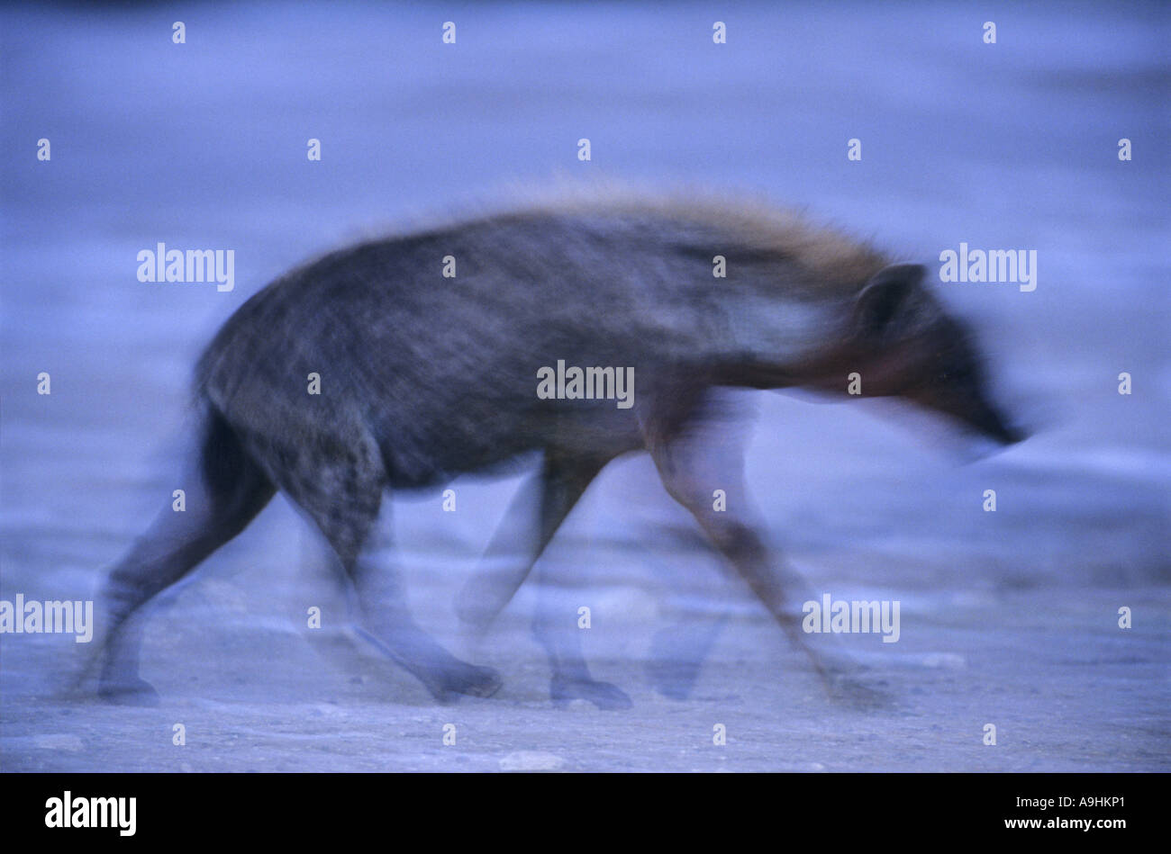Spotted hyena (Crocuta crocuta), ambiguo, Namibia, Namotoni Foto Stock
