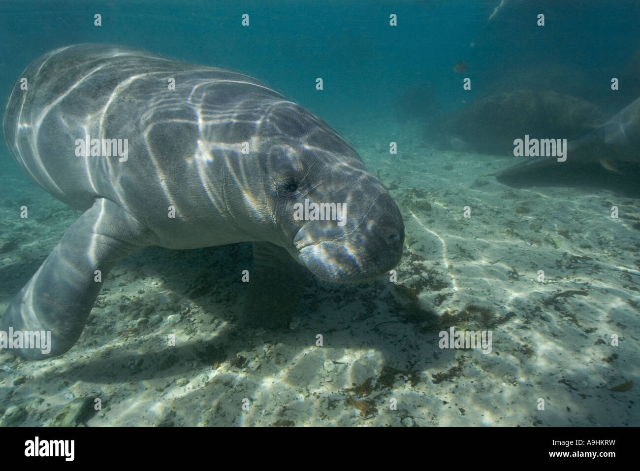 Florida manatee Trichechus manatus latirostris Crystal River Florida USA Foto Stock