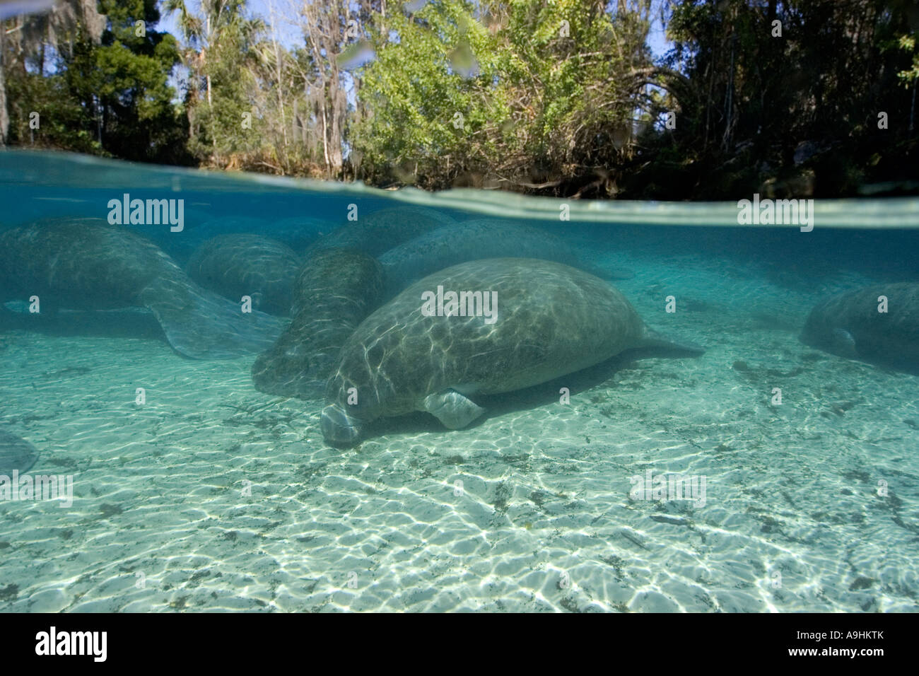 Florida manatee Trichechus manatus latirostris Crystal River Florida USA Foto Stock