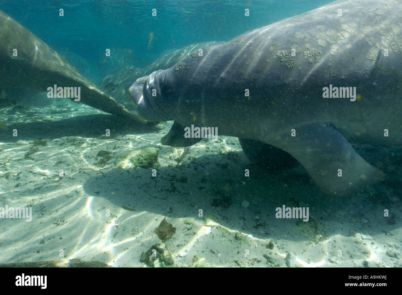 Florida manatee Trichechus manatus latirostris Crystal River Florida USA Foto Stock
