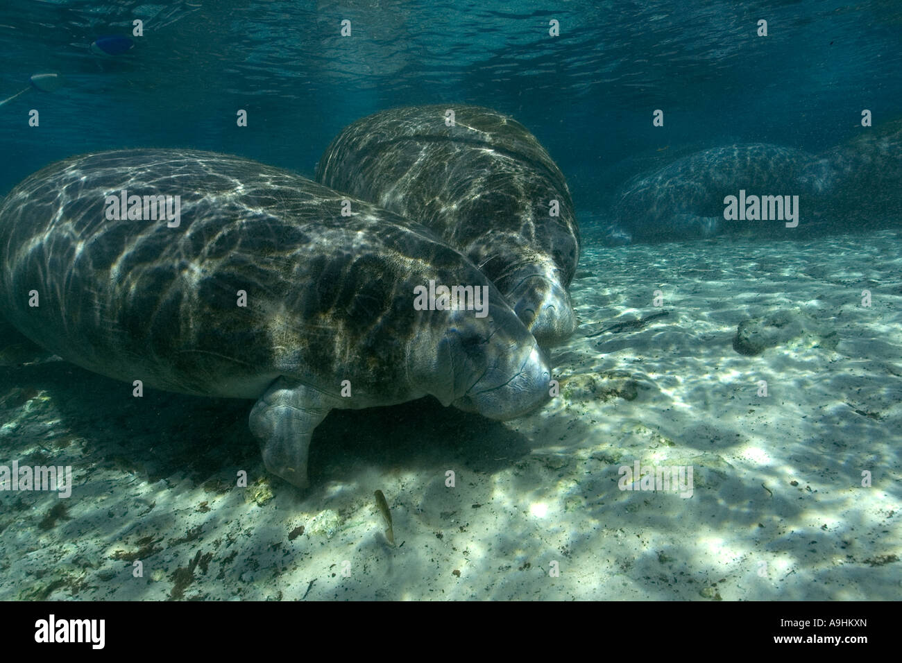 Florida manatee Trichechus manatus latirostris Crystal River Florida USA Foto Stock