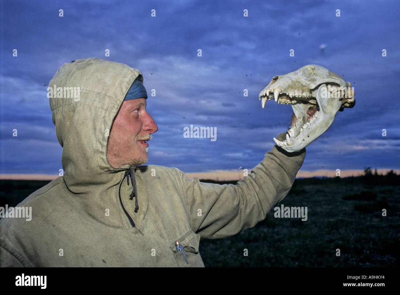 L'orso bruno (Ursus arctos), l uomo mostra il cranio, Russia, Siberia orientale Foto Stock