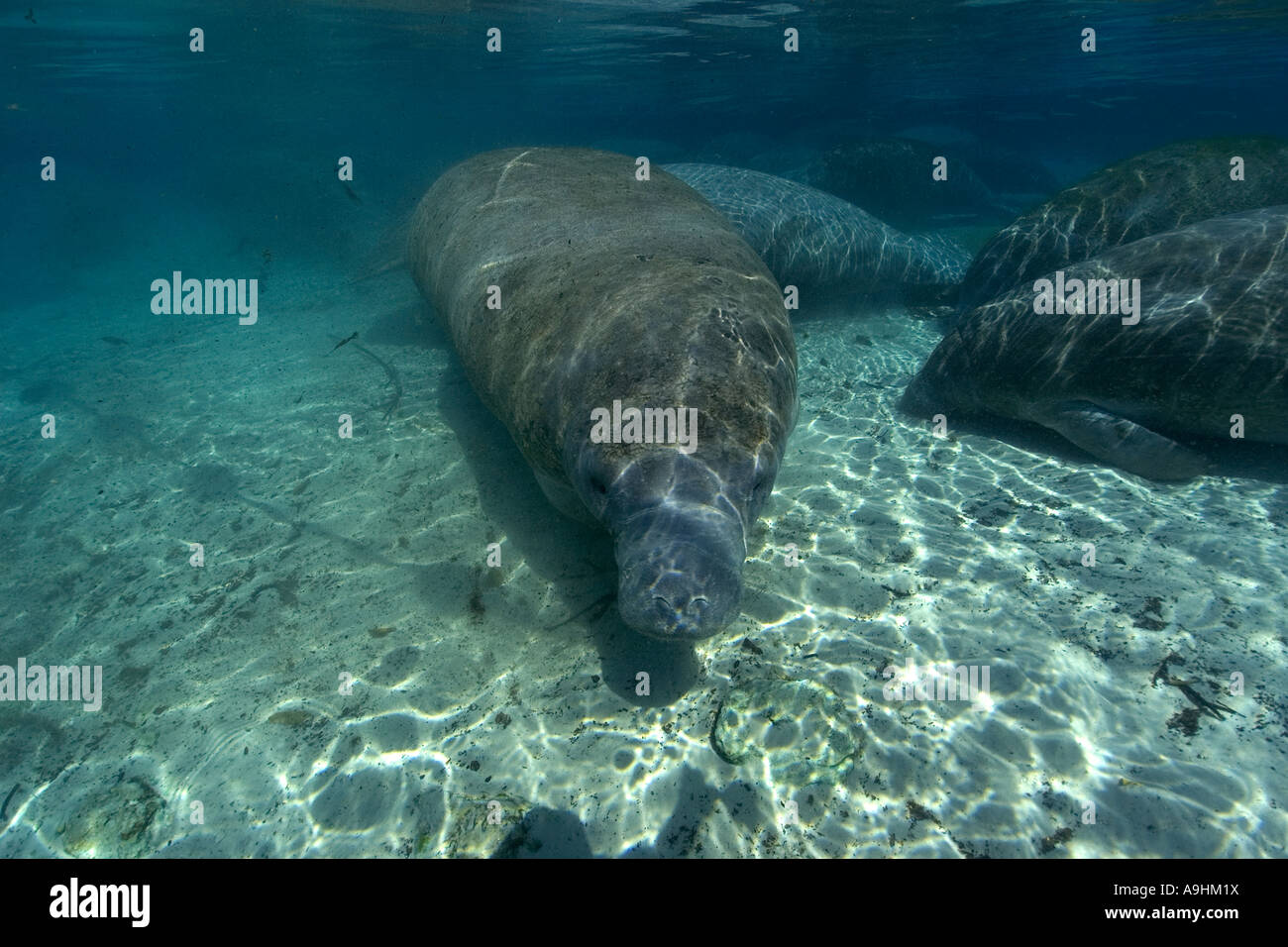 Florida manatee Trichechus manatus latirostris Crystal River Florida USA Foto Stock