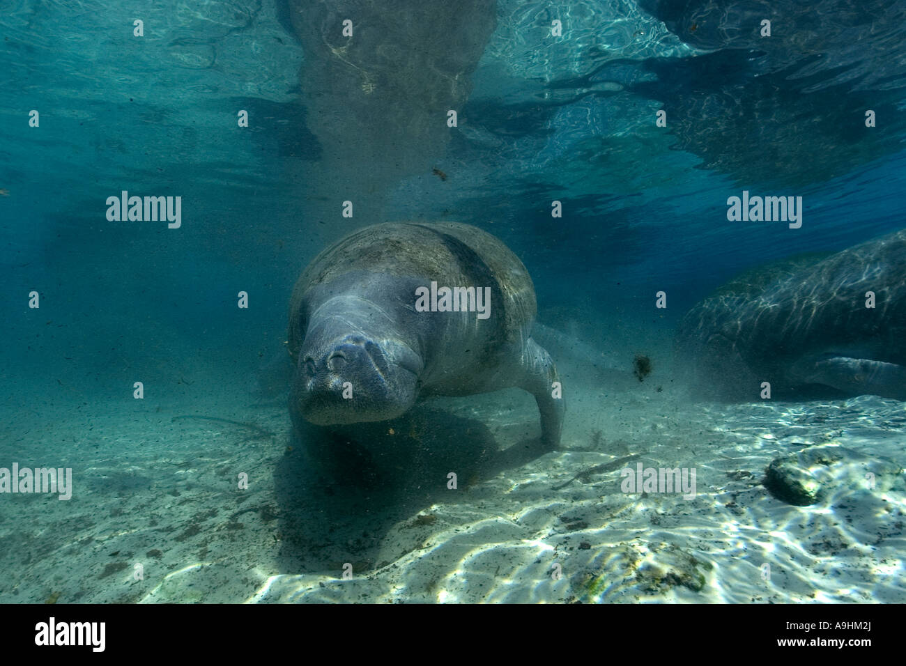 Florida manatee Trichechus manatus latirostris Crystal River Florida USA Foto Stock