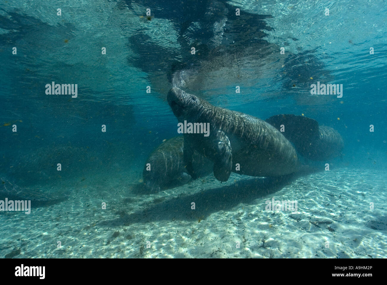 Florida manatee Trichechus manatus latirostris superfici per respirare Crystal River Florida USA Foto Stock