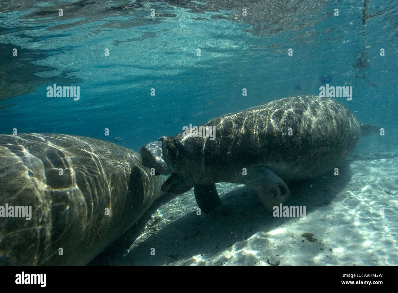 Florida manatee Trichechus manatus latirostris Crystal River Florida USA Foto Stock