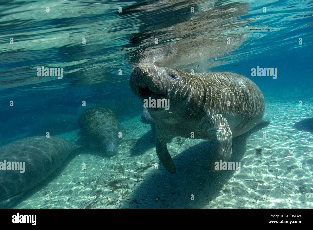 Florida manatee Trichechus manatus latirostris superfici per respirare Crystal River Florida USA Foto Stock