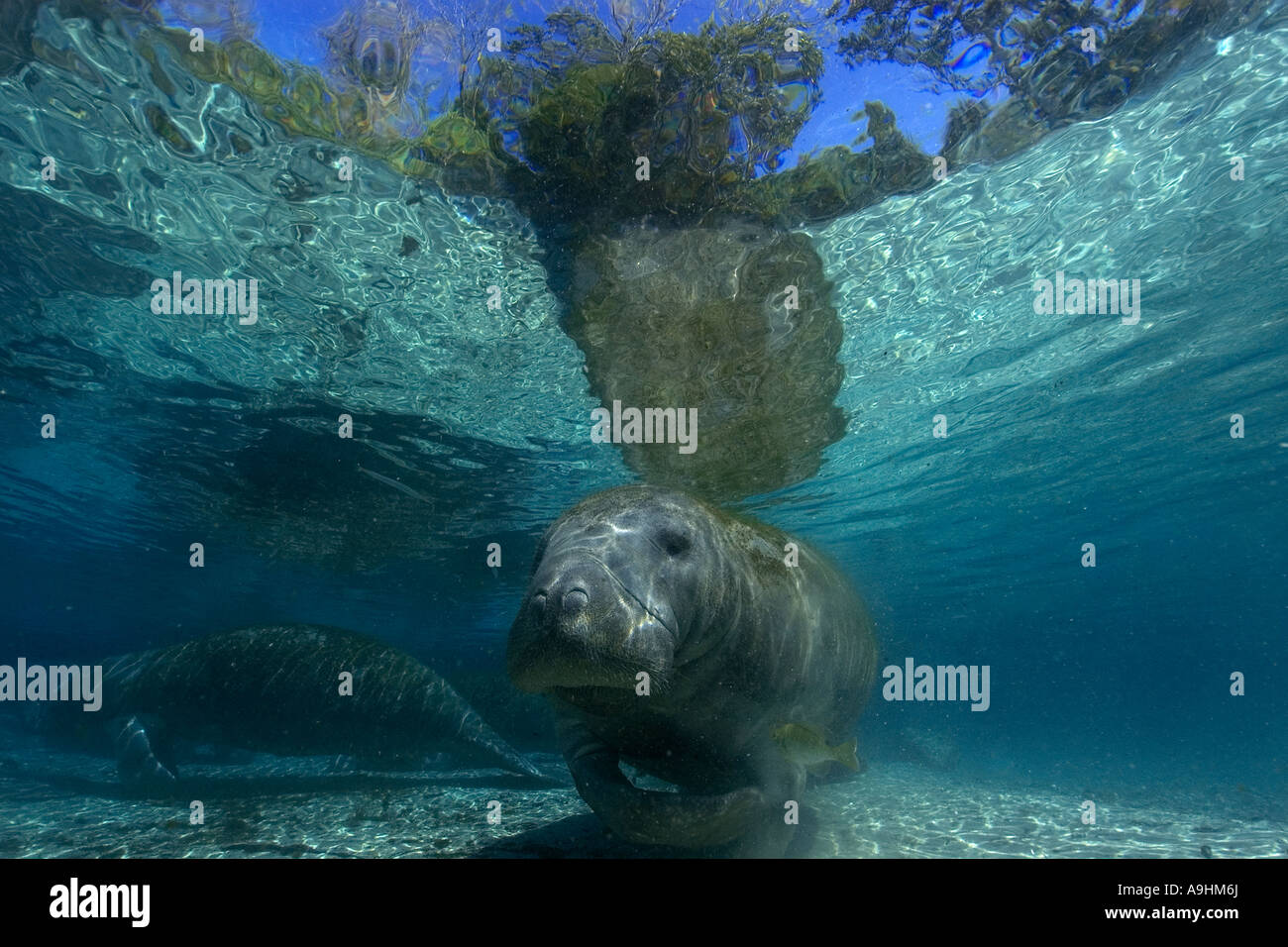 Florida manatee Trichechus manatus latirostris Crystal River Florida USA Foto Stock
