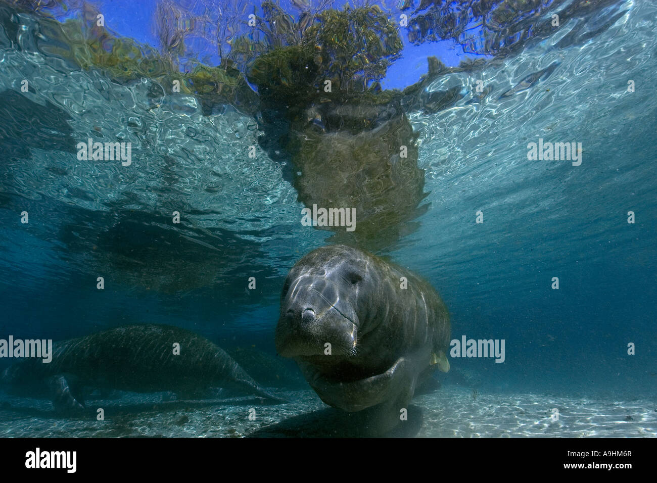 Florida manatee Trichechus manatus latirostris Crystal River Florida USA Foto Stock