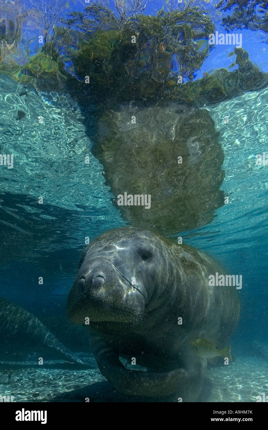 Florida manatee Trichechus manatus latirostris Crystal River Florida USA Foto Stock