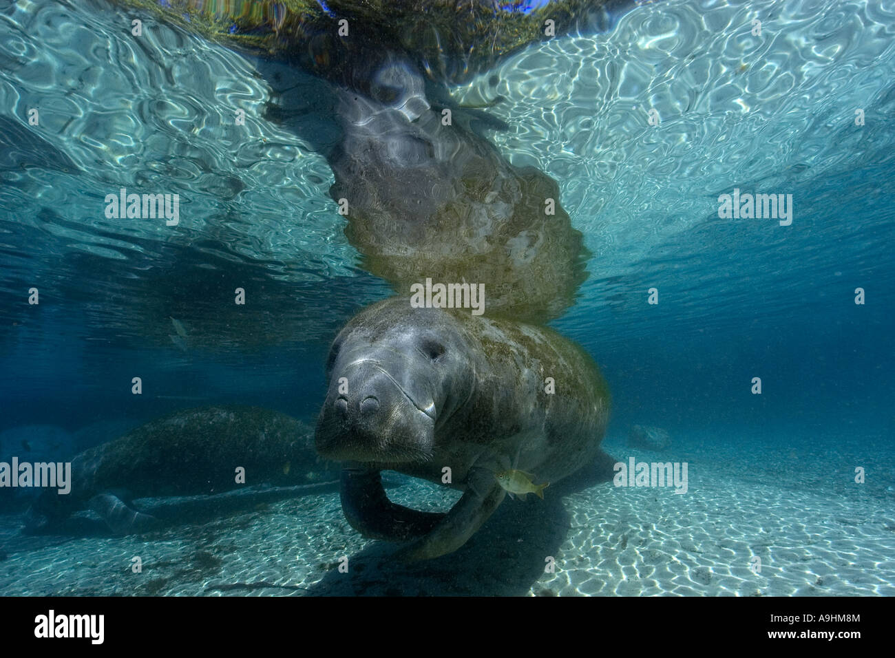Florida manatee Trichechus manatus latirostris Crystal River Florida USA Foto Stock