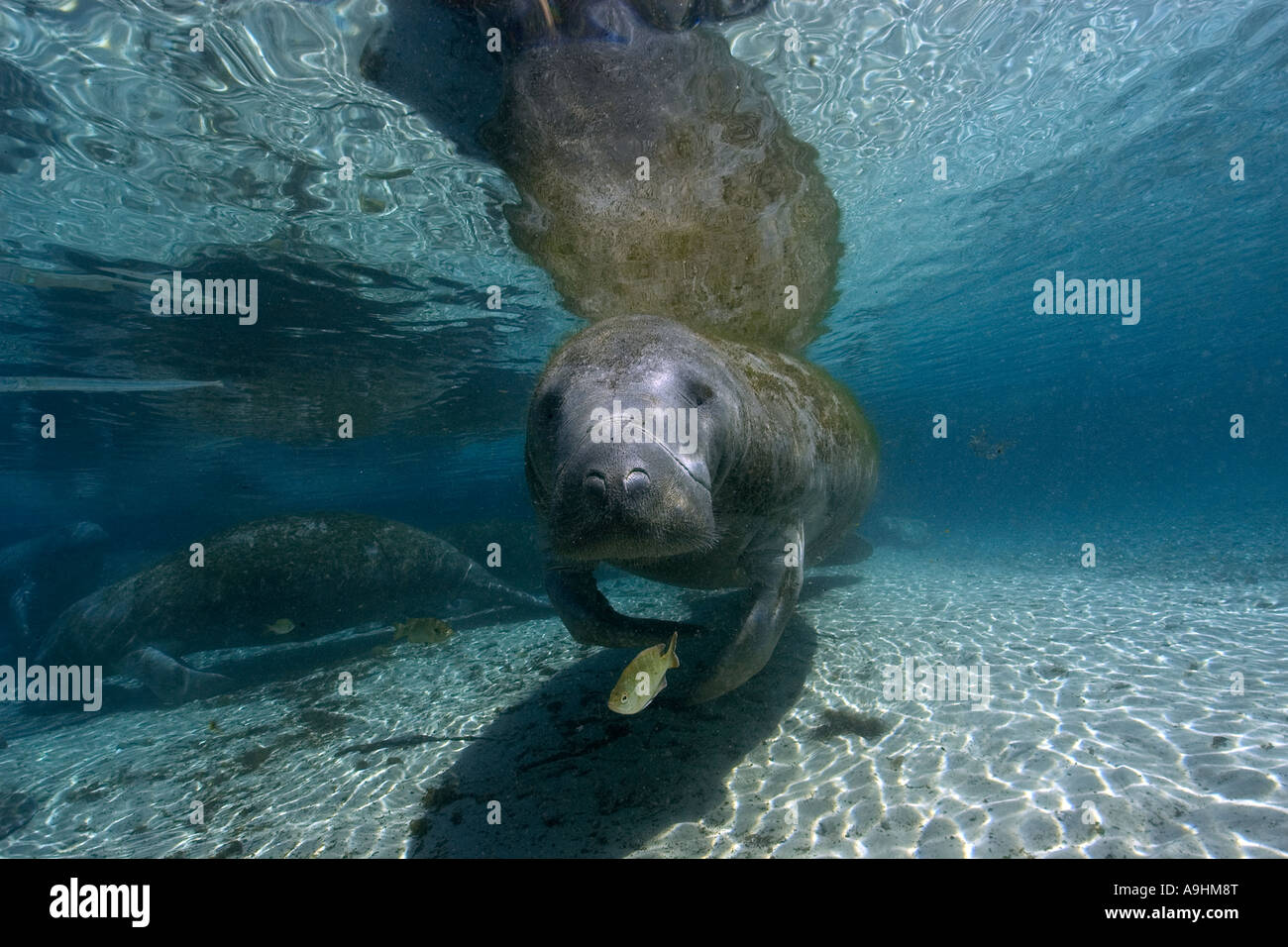 Florida manatee Trichechus manatus latirostris Crystal River Florida USA Foto Stock
