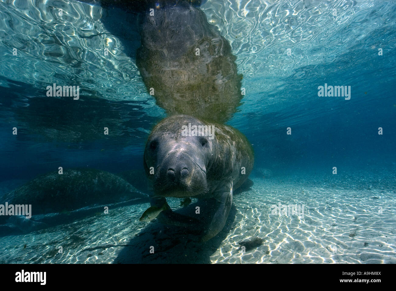 Florida manatee Trichechus manatus latirostris Crystal River Florida USA Foto Stock