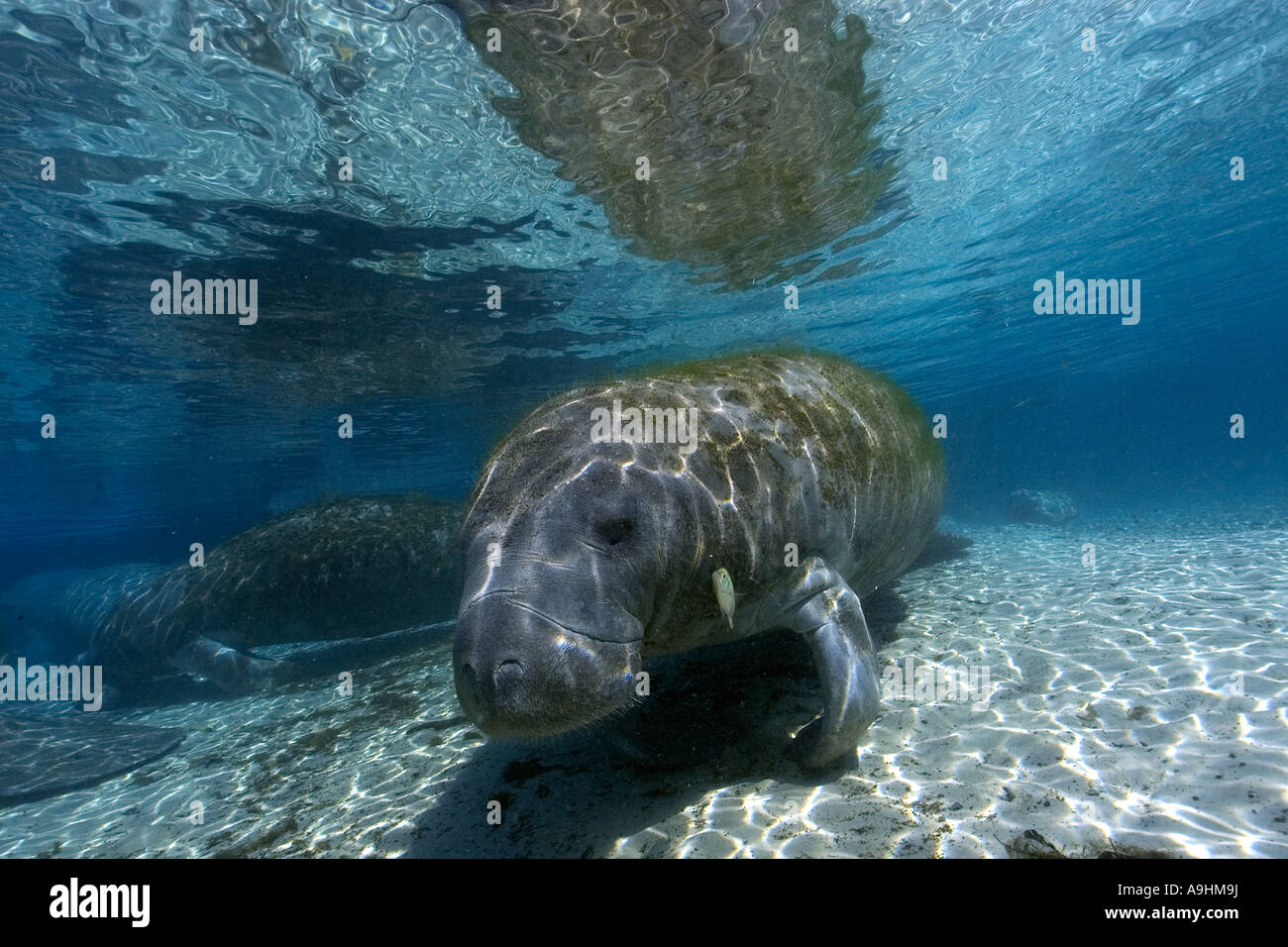 Florida manatee Trichechus manatus latirostris Crystal River Florida USA Foto Stock