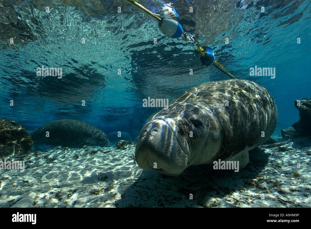 Florida manatee Trichechus manatus latirostris Crystal River Florida USA Foto Stock