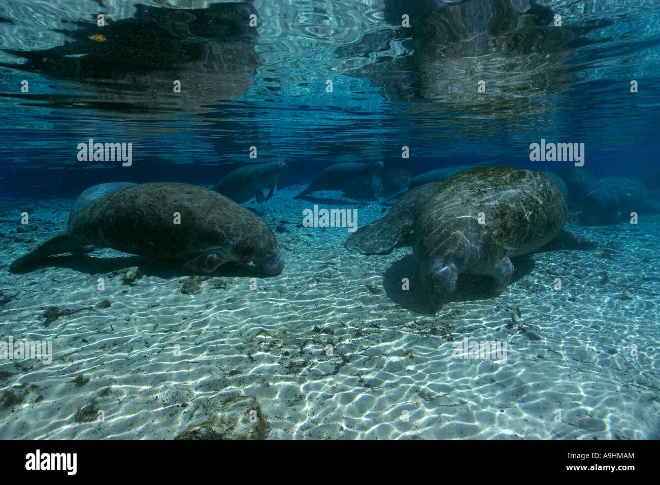 Florida manatee Trichechus manatus latirostris Crystal River Florida USA Foto Stock