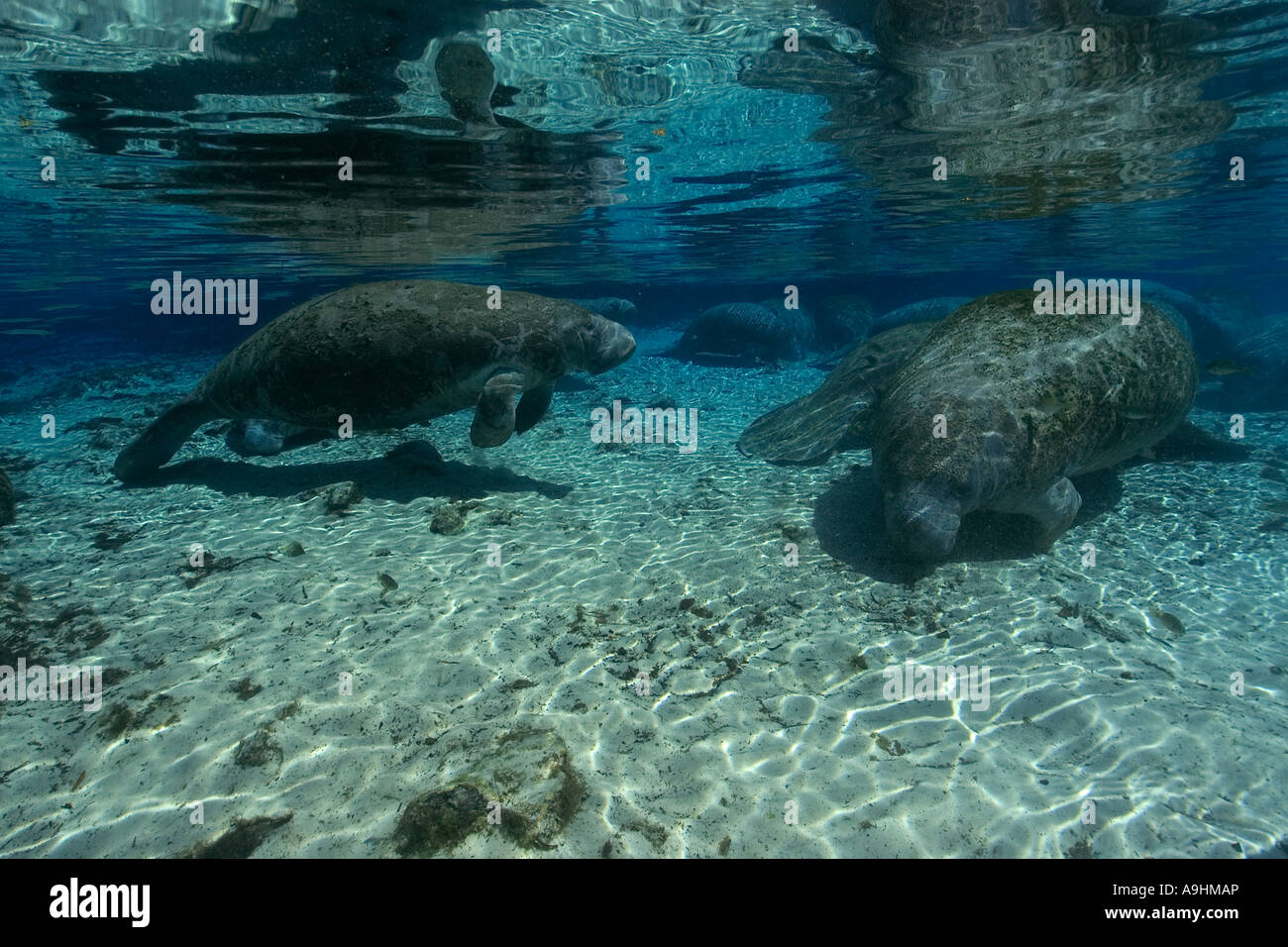 Florida manatee Trichechus manatus latirostris Crystal River Florida USA Foto Stock