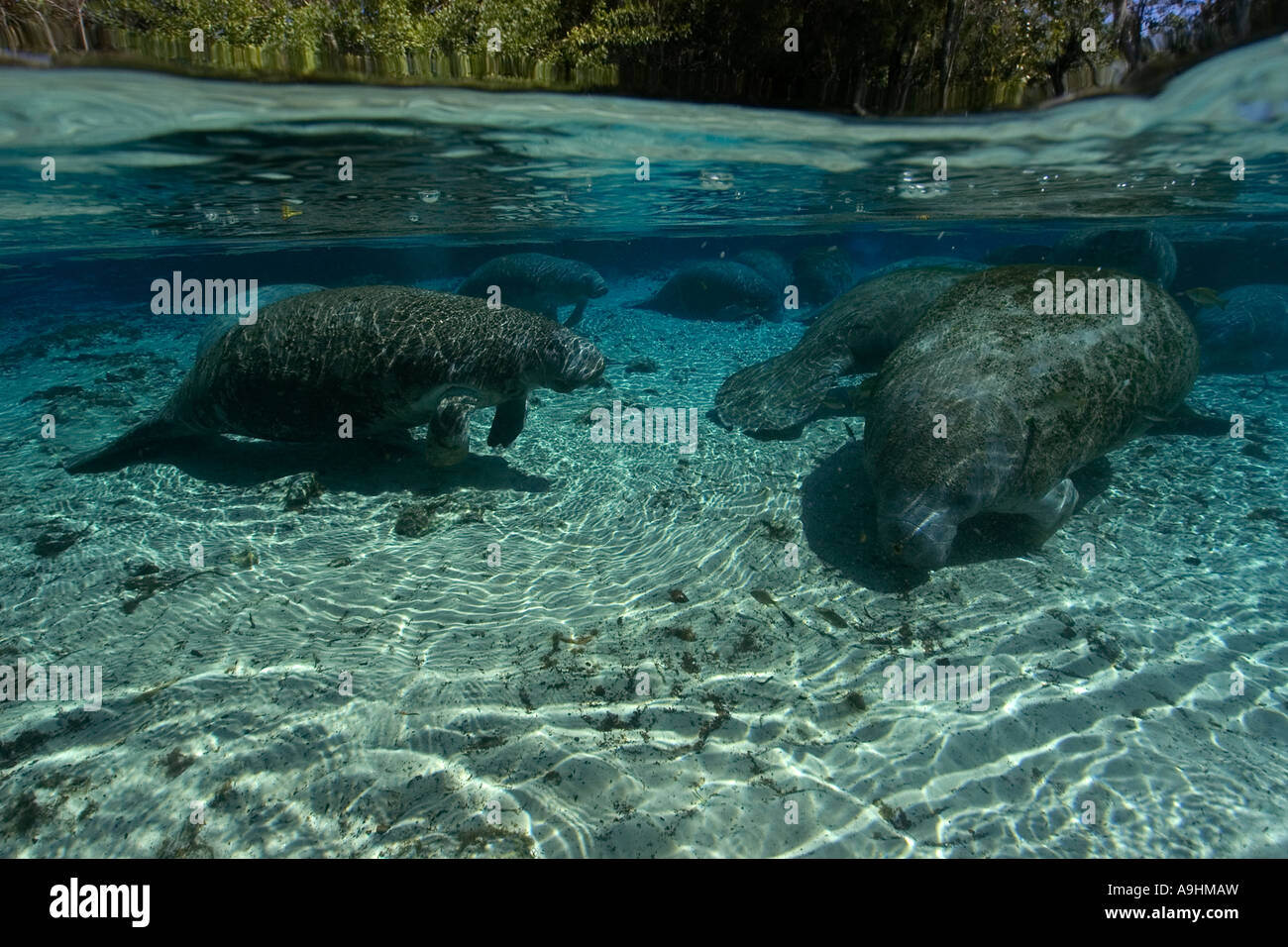 Florida manatee Trichechus manatus latirostris Crystal River Florida USA Foto Stock