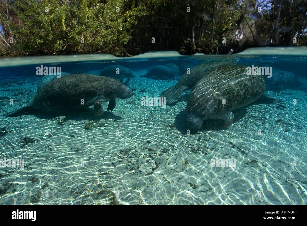Florida manatee Trichechus manatus latirostris Crystal River Florida USA Foto Stock