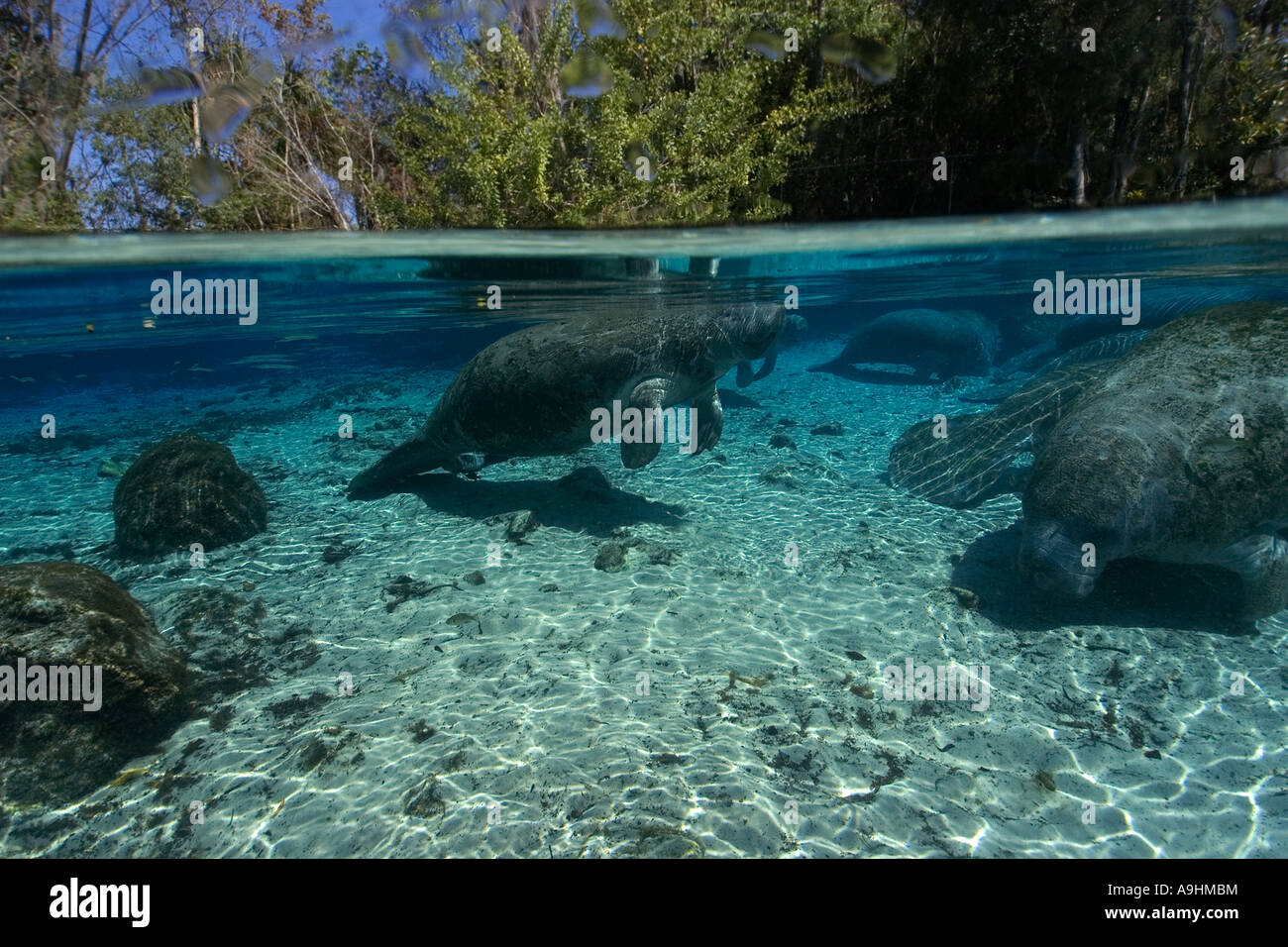 Florida manatee Trichechus manatus latirostris superfici per respirare Crystal River Florida USA Foto Stock