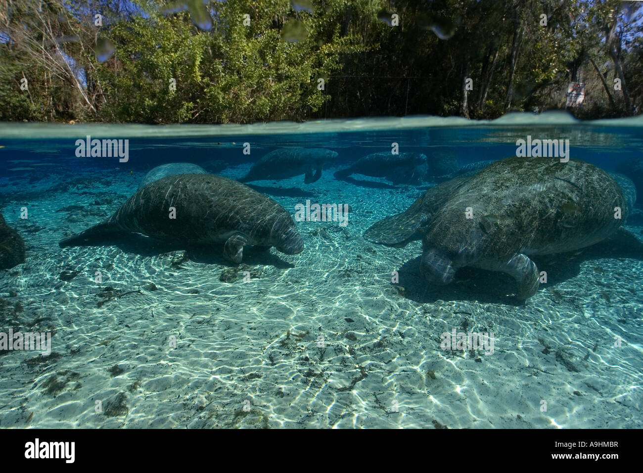 Florida manatee Trichechus manatus latirostris Crystal River Florida USA Foto Stock