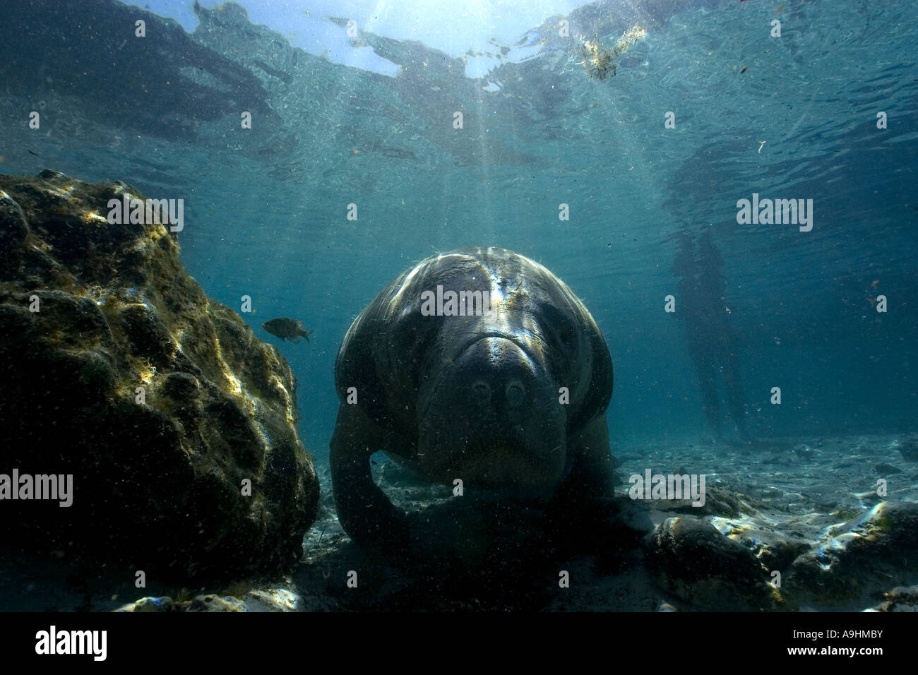 Florida manatee Trichechus manatus latirostris Crystal River Florida USA Foto Stock