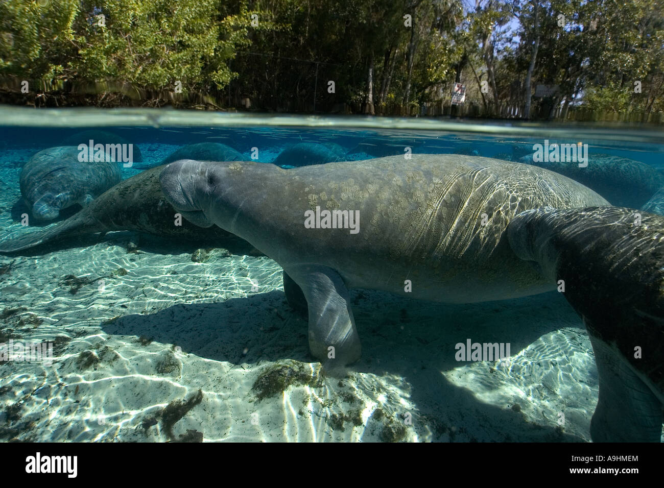 Florida manatee Trichechus manatus latirostris Crystal River Florida USA Foto Stock