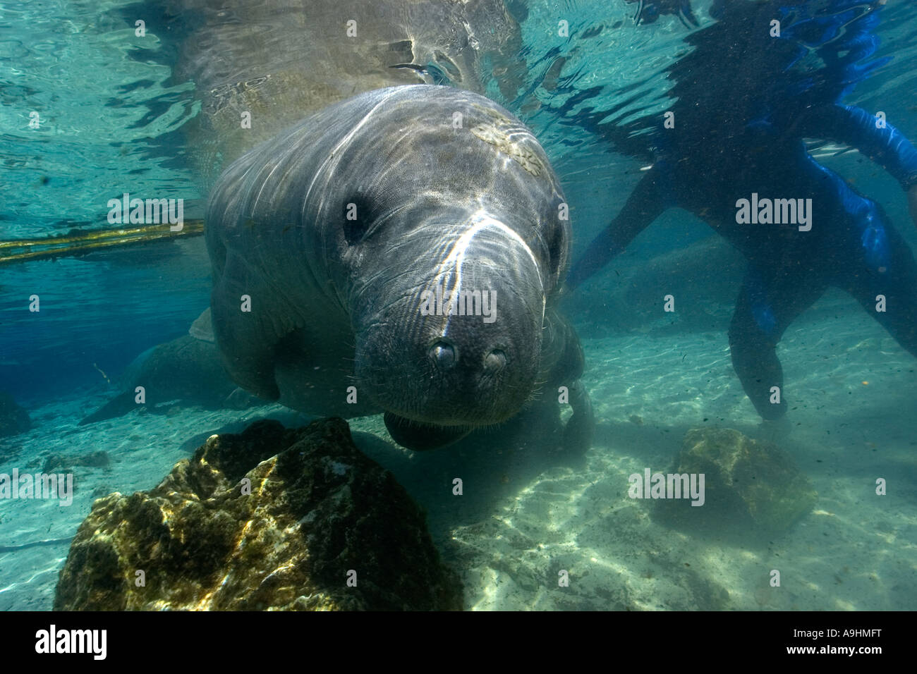 Apneista tratti Florida manatee Trichechus manatus latirostris Crystal River Florida USA Foto Stock