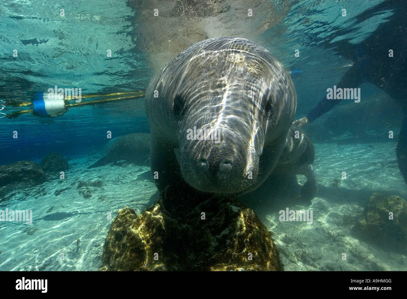 Apneista tratti Florida manatee Trichechus manatus latirostris Crystal River Florida USA Foto Stock