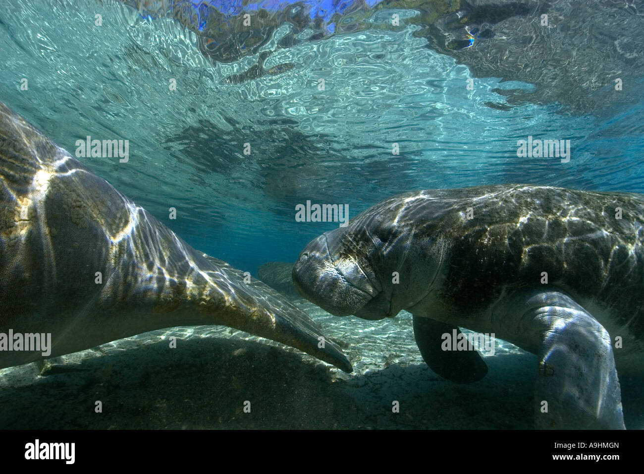 Florida manatee Trichechus manatus latirostris Crystal River Florida USA Foto Stock